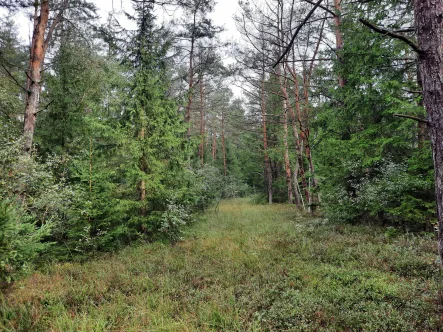 Bestand - Grundstück kaufen in Tarsdorf - Wald