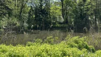  Idyllischer Naturteich