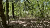  Blick in das Waldgrundstück