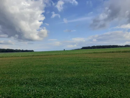  - Grundstück kaufen in Nittenau - Individuelles Grundstück