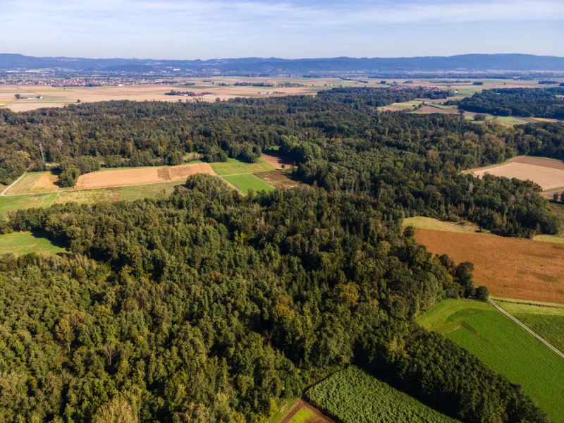 Wald Dengling-03 - Grundstück kaufen in Dengling - Mein Wald - Mein Holz