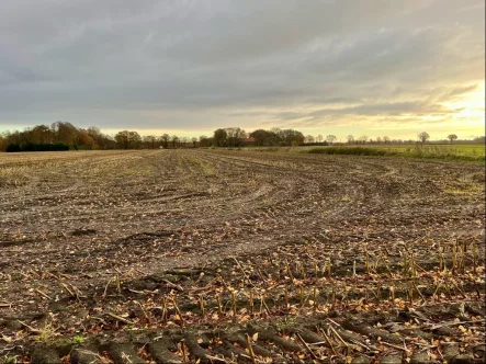 Foto 1 - Land- und Forstwirtschaft kaufen in Emlichheim - ca. 2,8 ha Ackerland im Raum Emlichheim