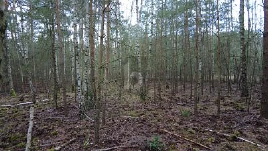  - Grundstück kaufen in Kummersdorf - IHR TRAUM IM GRÜNEN UMFELD WIRD WAHR