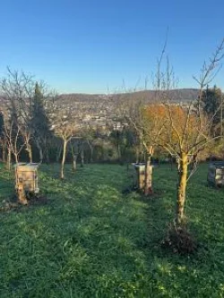  - Grundstück kaufen in Lörrach - VIELE NUTZUNGSMÖGLICHKEITEN AM TÜLLINGER BERG