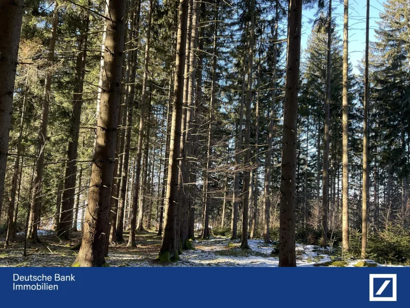 Baumbestand - Grundstück kaufen in Freyung - Ca. 2 ha Waldgrundstück Nähe Freyung