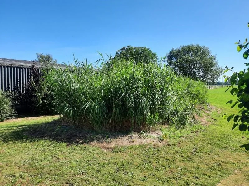 Schilffeld Biokleinkläranlage