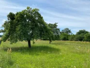 große Wiese mit Baumbestand