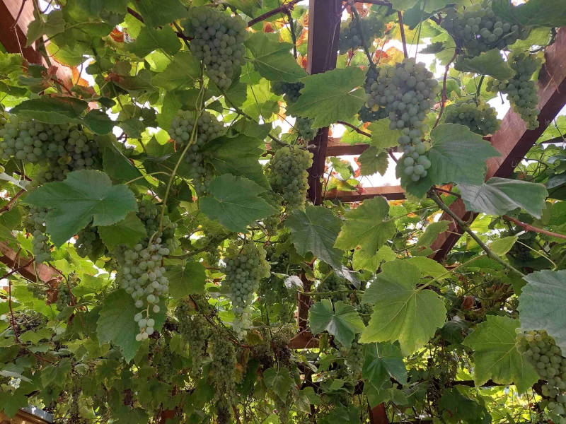 Pergola mit Weinreben