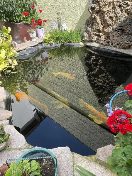 Koi-Teich im Garten