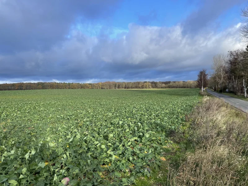 Gegenüberliegendes Feld