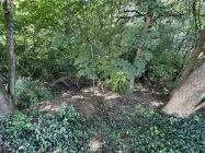 Vegetation hinter dem Haus