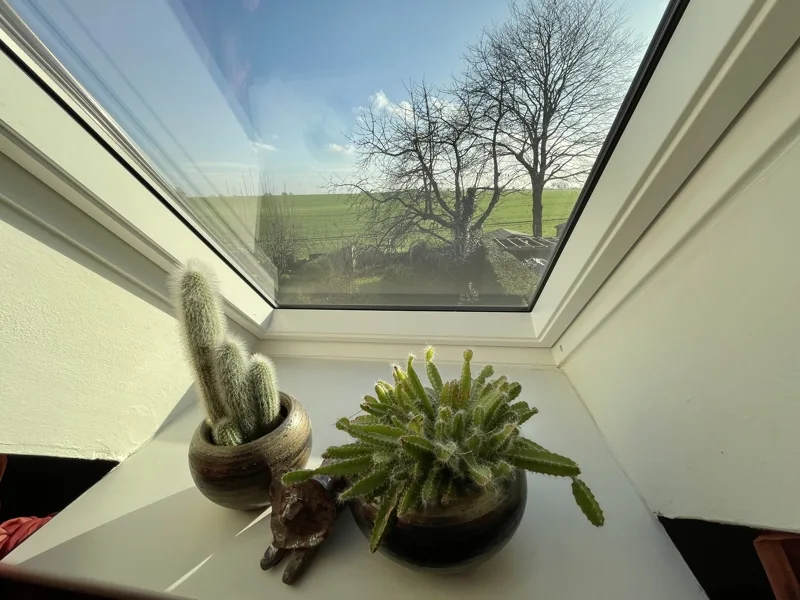 Fenster mit Kakteen