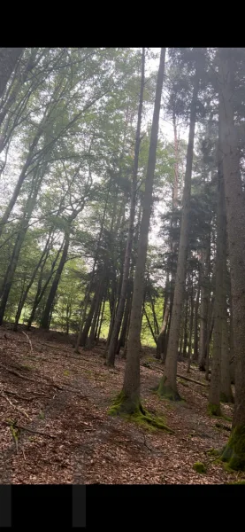 Bilder aus Wald - Grundstück kaufen in Homburg / Kirrberg - Waldgrundstücke Nähe Emilienruhe Homburg-Kirrberg