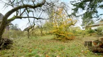 Bäume und Büsche sind vor Neubebauung zu roden