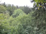 Wald