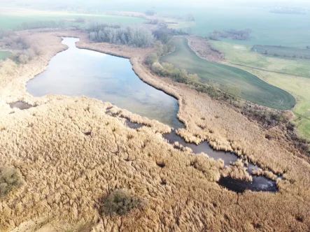 ganzer See - Zinshaus/Renditeobjekt kaufen in Prenzlau - Fischgewässer in der Uckermark: mit Zugangsgrundstücken zum Wollenthinsee ca. 2,50 Meter tief