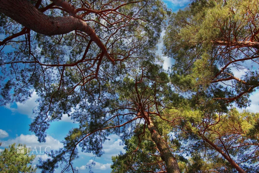 Blick in die Baumwipfel