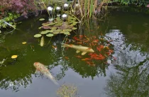 Gartenteich mit Koikarpfen und Goldfischen