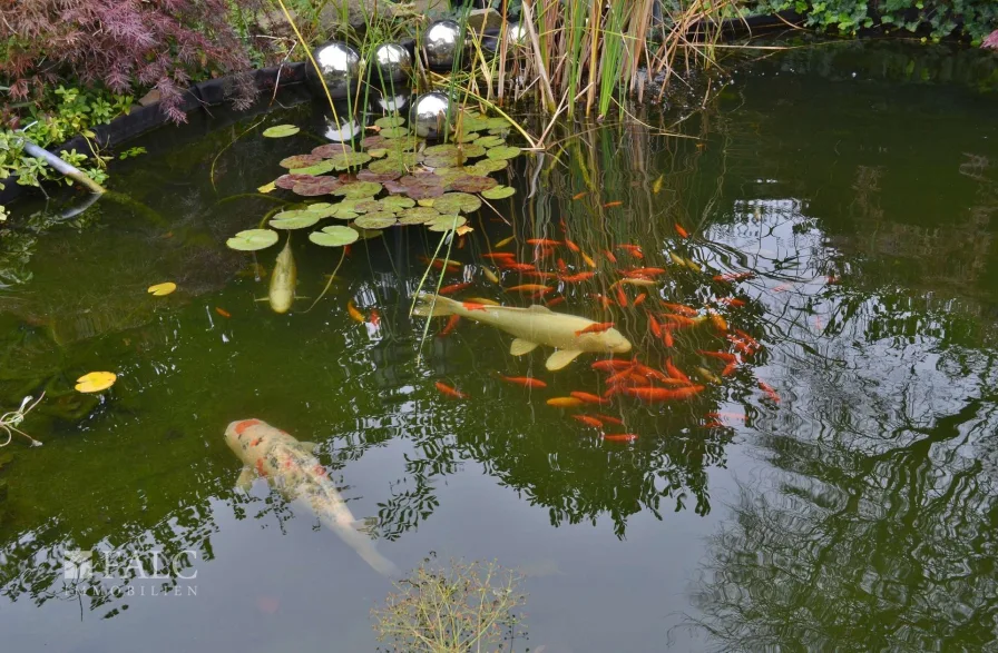 Gartenteich mit Koikarpfen und Goldfischen