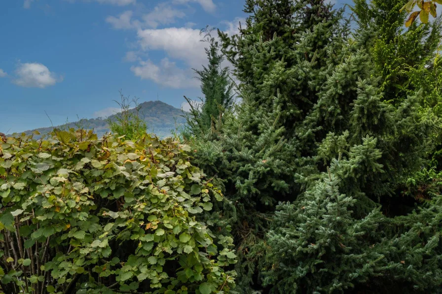 toller Blick ins Siebengebirge 