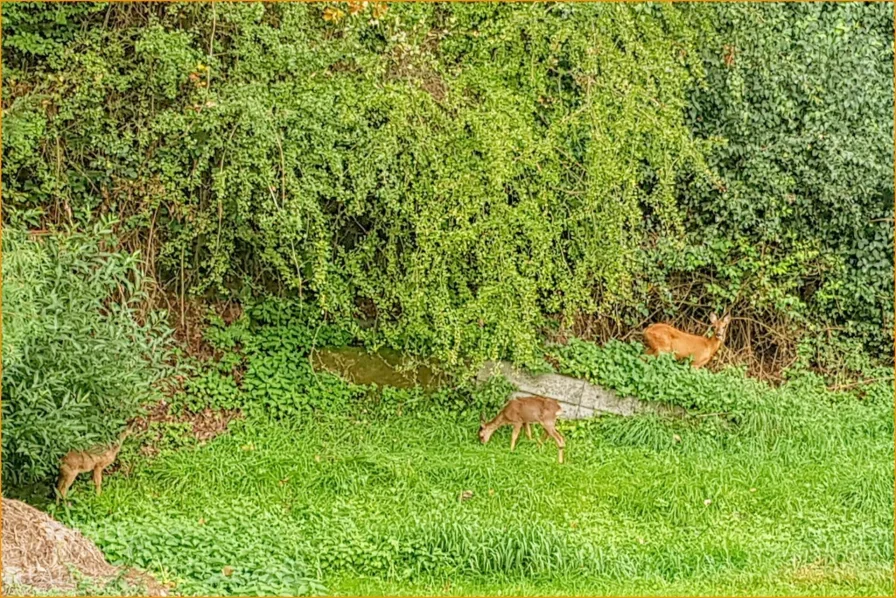 Rehe auf dem Grundstück