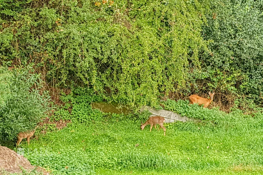 Rehe auf dem Grundstück