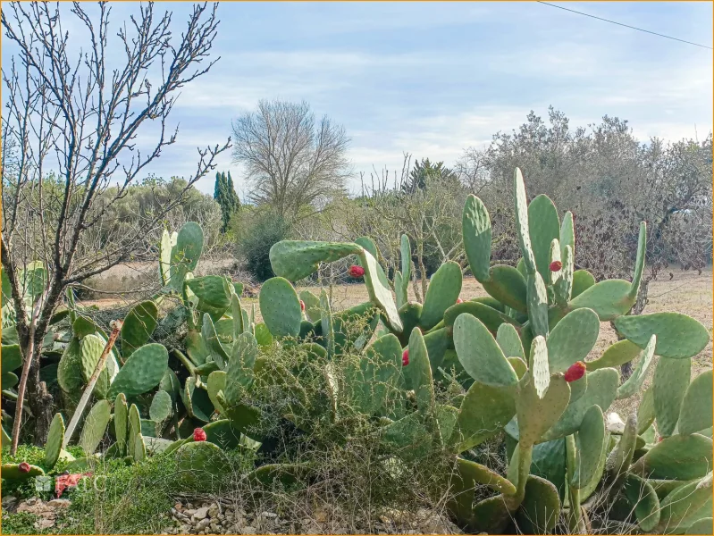 Garten - Jardin