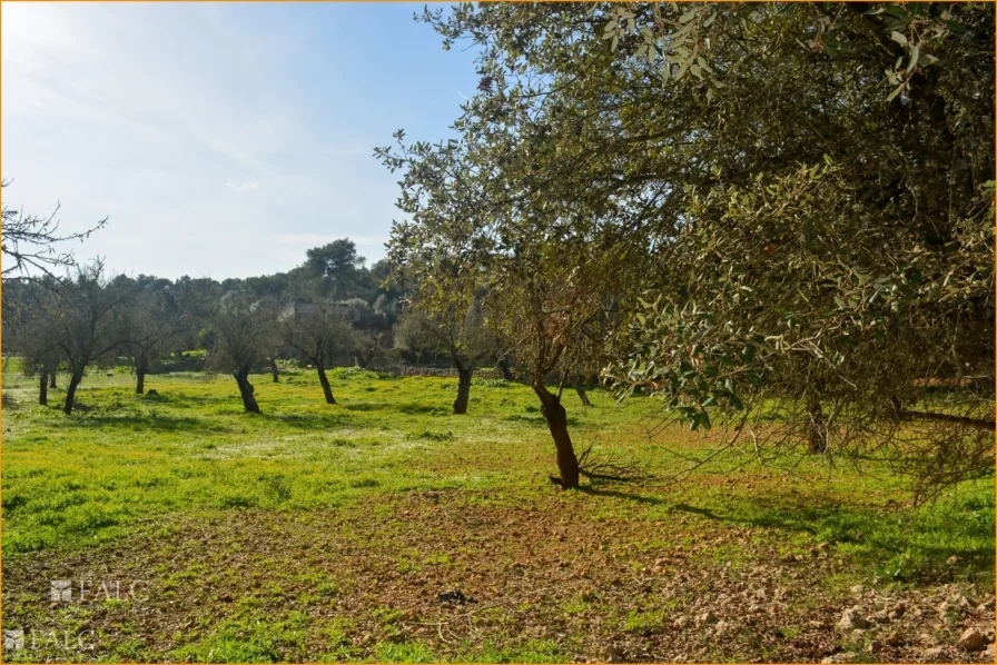 ... Obstbäumen/árboles frutales/fruit trees...