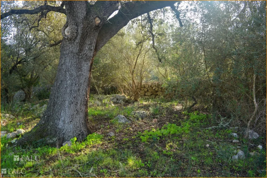 Alte Bäume/árboles viejos/old trees