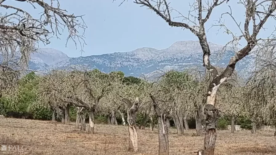 Blick auf Tramuntana