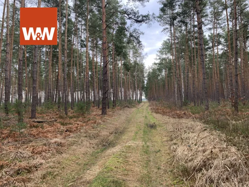 Blick in Richtung Feld links Flst 360 recht Flst 149 - Grundstück kaufen in Finsterwalde / Sorno - Ein Stück Natur - Waldgrundstück zwischen Elsterwerda und Finsterwalde