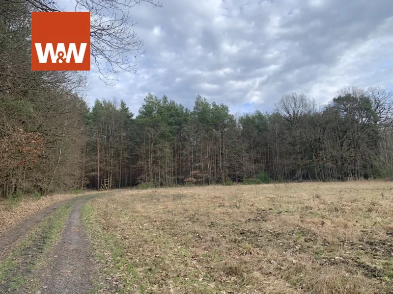 Blick auf den Wald vom Weg