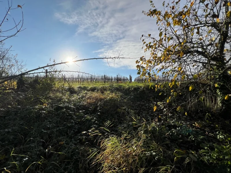 Blick vom Ende des Grundstücks