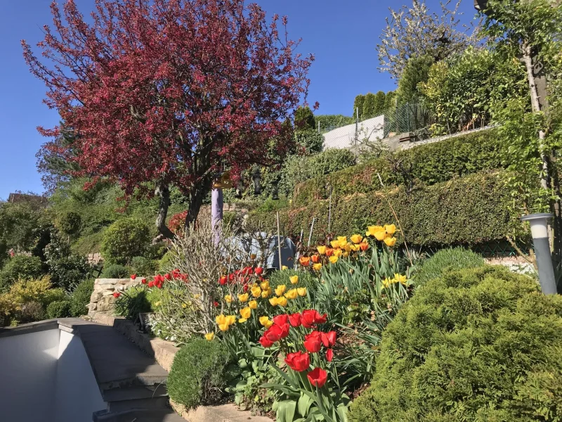 Garten im Sommer