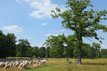 Englischer Garten