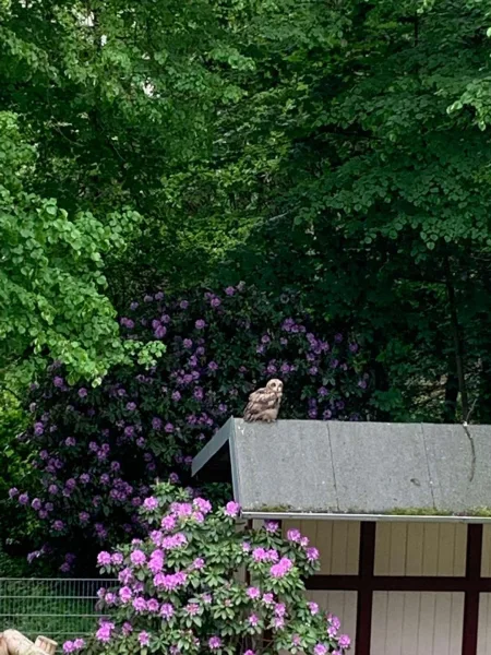 718 Balkon Blick in Garten auf Uhu