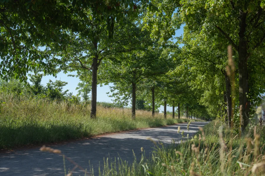 Nachbarschaftliche Allee