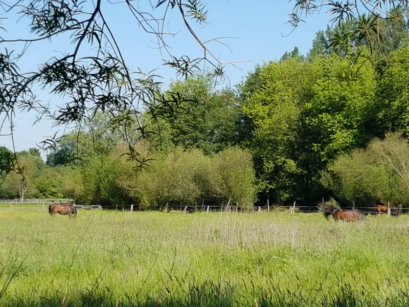 Kollau und Wiesen