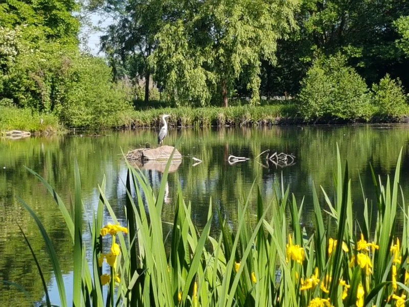 Idylle mit Graureiher