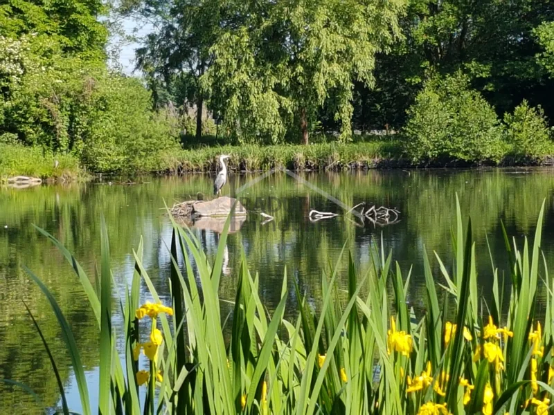 Graureiher_Blüten