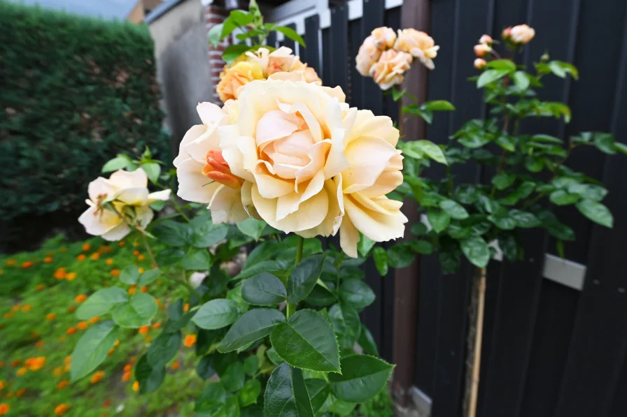 Detailaufnahme aus dem Garten