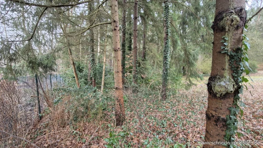 Blick Richtung Nord-Ost entlang der nördlichen Grundstücksgrenze