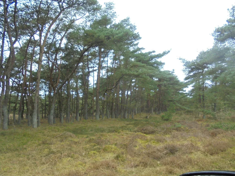 Grundstück - Grundstück kaufen in Rømø - Dänemark: Baugrundstück für 8-10 Häuser auf der Insel Rømø zu verkaufen! OTTO STÖBEN GmbH