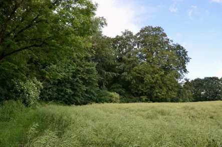 Waldrand - Grundstück kaufen in Papendorf - Ca. 3 ha vitaler Mischwald vor den Toren Rostocks