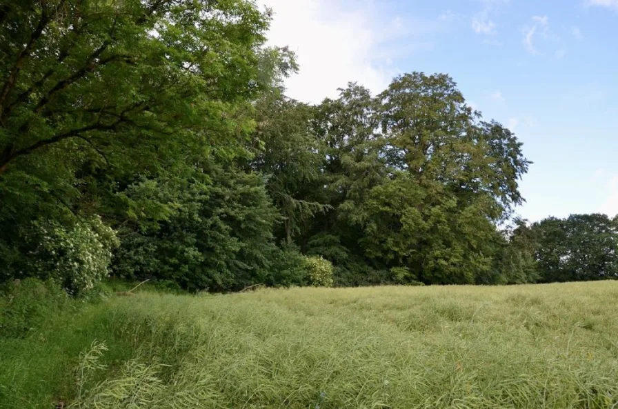 Waldrand - Zinshaus/Renditeobjekt kaufen in Papendorf - Ca. 3 ha vitaler Mischwald vor den Toren Rostocks