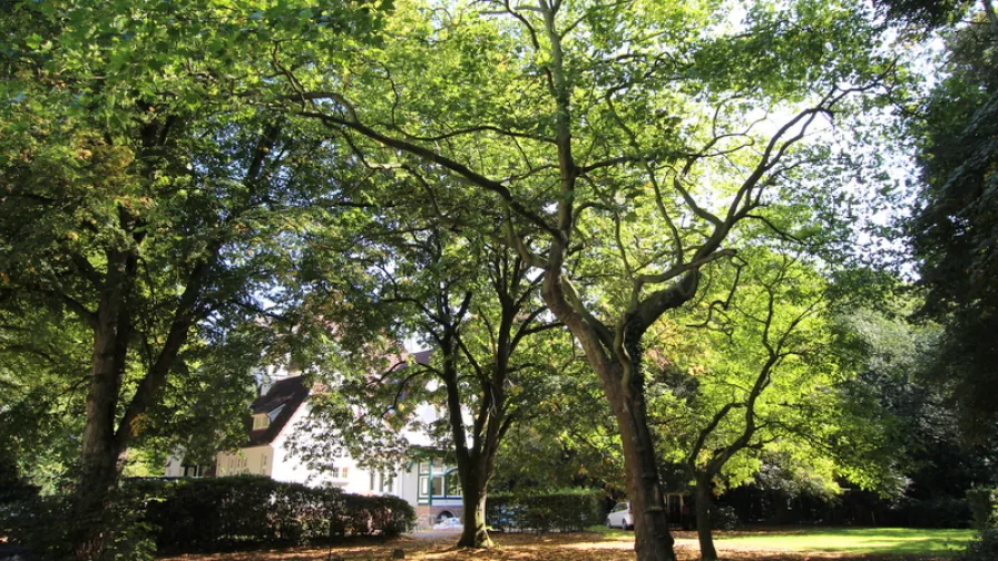 Einblick in den Park