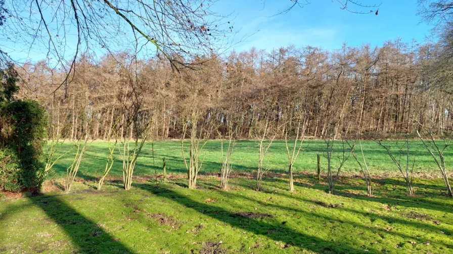 Blick zum Nachbargrundstück - nordliche Richtung-