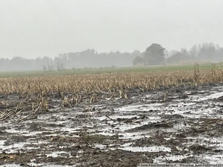 Ackerland - Grundstück kaufen in Wiesmoor - Ca. 9,5 ha landwirtschaftliche Fläche (Ackerland) mit Gulfhaus und Bungalow in Ostfriesland, Wiesmoor