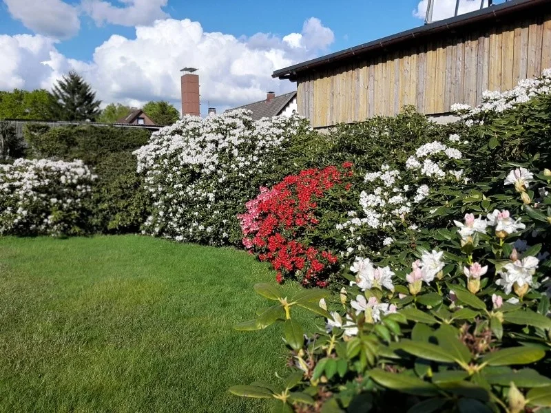 Garten im Sommer 