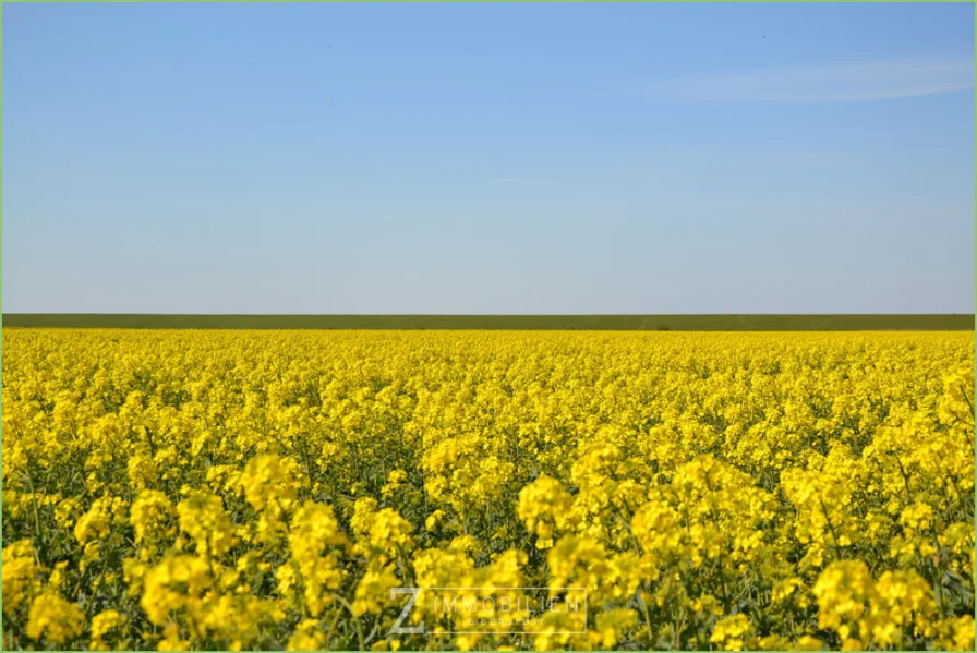 Rapsblüte in der Umgebung